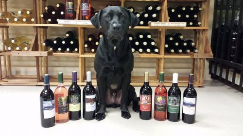 A black dog sits in front of a display of wine bottles on wooden shelves.