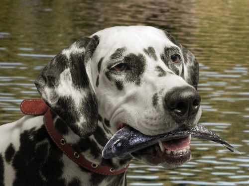 A Dalmatian dog holding a fish in its mouth, standing by a calm body of water.
