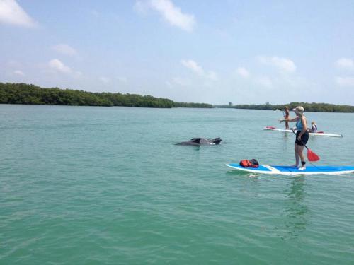 A person paddleboarding in calm water, with a dolphin swimming nearby and others paddleboarding in the background.