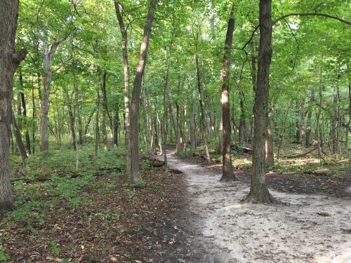 A serene forest path winding through lush green trees and underbrush, inviting exploration.