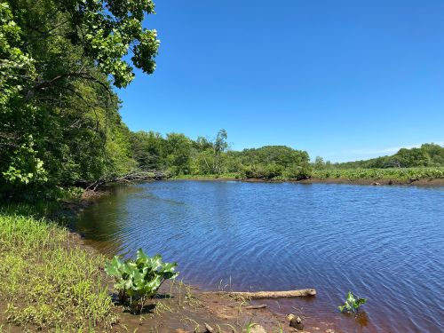 A serene river scene with clear blue water, lush green trees, and a bright blue sky on a sunny day.