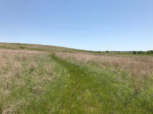 A grassy field with a narrow path leading through it, under a clear blue sky.