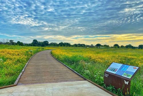 A wooden path winds through a field of yellow flowers under a cloudy sky, with an informational sign nearby.
