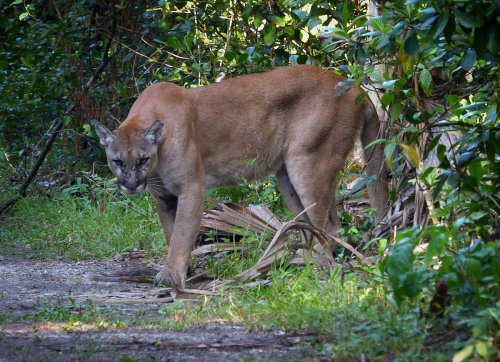 A cougar stands alert in a lush, green forest, surrounded by foliage and underbrush.