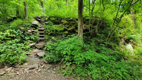 Stone steps lead up a moss-covered hillside surrounded by lush green foliage in a forested area.