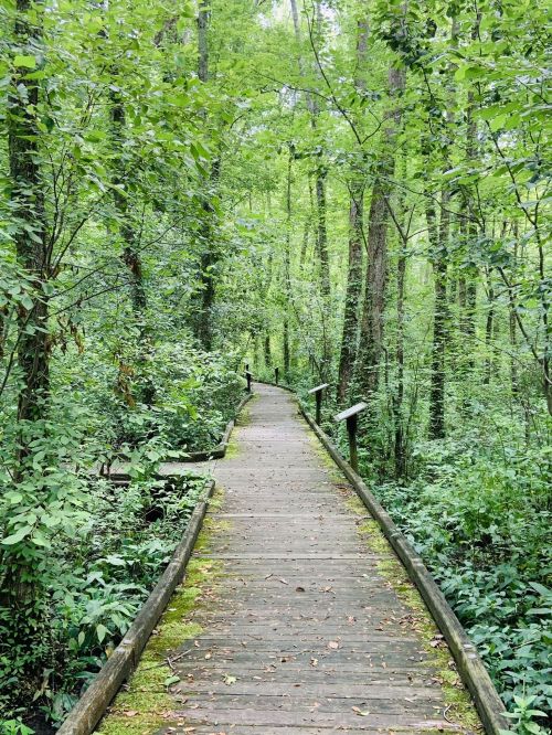 A wooden boardwalk winding through a lush green forest, surrounded by tall trees and dense foliage.