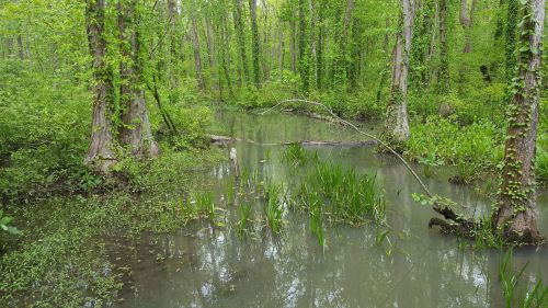 Lush green swamp with trees, water, and tall grasses, creating a serene natural landscape.