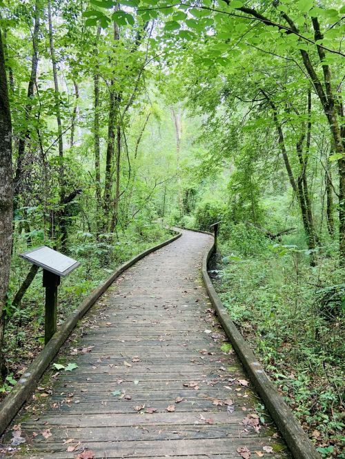 A wooden boardwalk winding through a lush, green forest with trees and foliage on either side.