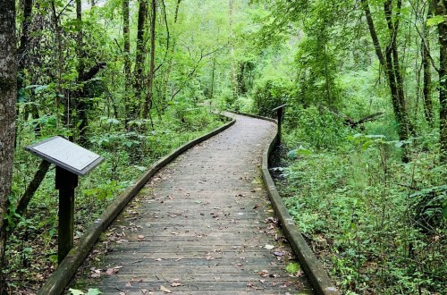 A winding wooden boardwalk through a lush green forest, surrounded by trees and foliage.