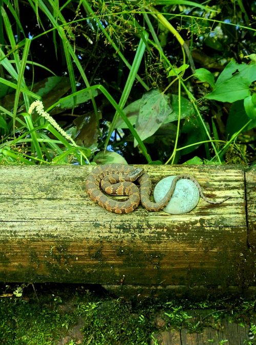 A snake resting on a log surrounded by green foliage and water, blending into its natural environment.