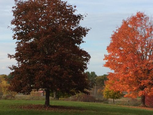Two trees in autumn: one with deep red leaves and the other with bright orange, set against a cloudy sky.