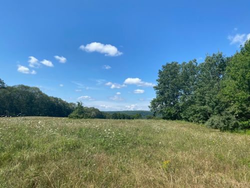A sunny landscape featuring a grassy field, scattered clouds, and trees in the background under a blue sky.