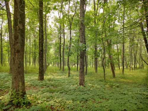 Lush green forest with tall trees and dense undergrowth, creating a serene and tranquil natural setting.