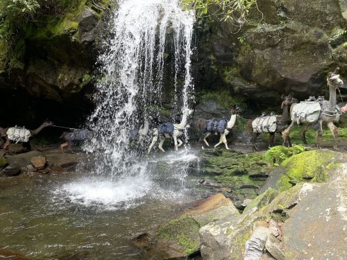 Llamas with packs walk through a rocky area near a waterfall, surrounded by lush greenery.