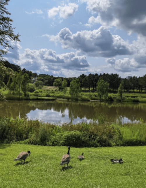 A serene pond surrounded by greenery, with geese grazing on the grass under a partly cloudy sky.