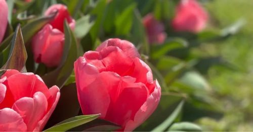 Close-up of vibrant pink tulips surrounded by green leaves in a sunny garden.