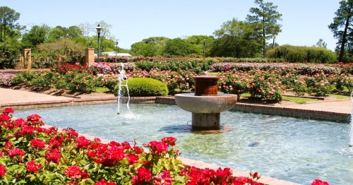 A serene garden with a fountain surrounded by vibrant rose bushes under a clear blue sky.
