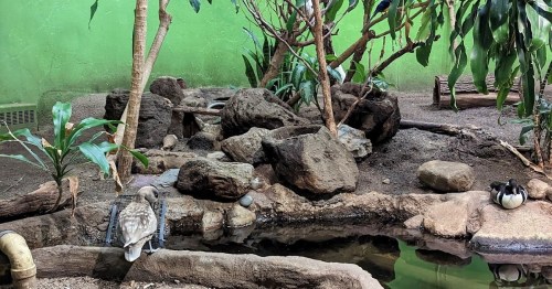 A serene indoor habitat featuring rocks, plants, and a small pond with ducks resting nearby.