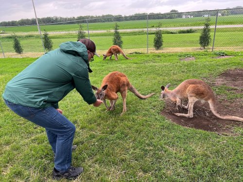 A person in a green jacket interacts with kangaroos in a grassy area, with more kangaroos in the background.