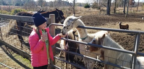 A girl in a pink jacket interacts with a llama and ponies at a farm, with horses in the background.