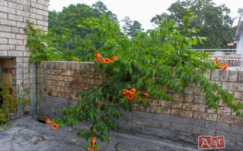 A vibrant orange flowering vine grows over a weathered brick wall, surrounded by greenery and a cloudy sky.