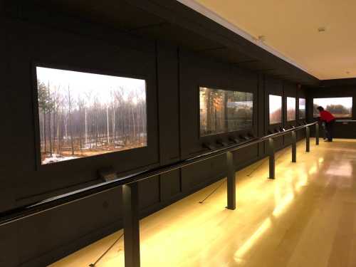 A gallery with large windows displaying forest scenes, featuring a person observing the artwork.