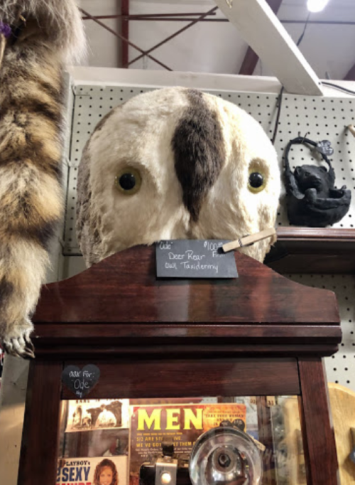 A deer skull displayed on a wooden shelf with a price tag, surrounded by various taxidermy items.