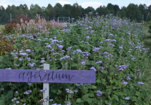 A field of purple flowers with a sign labeled "ageratum" in the foreground, surrounded by greenery and trees.