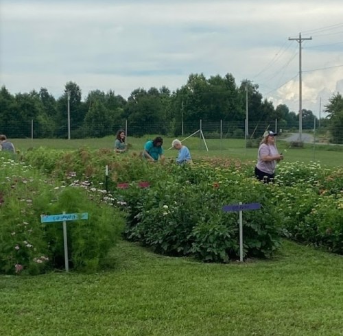 People tending to a vibrant flower garden in a sunny field, with green grass and trees in the background.