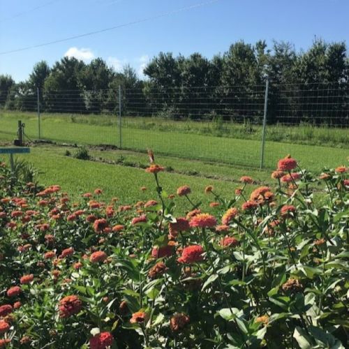 A vibrant garden of flowers in the foreground with a green field and trees in the background under a clear blue sky.