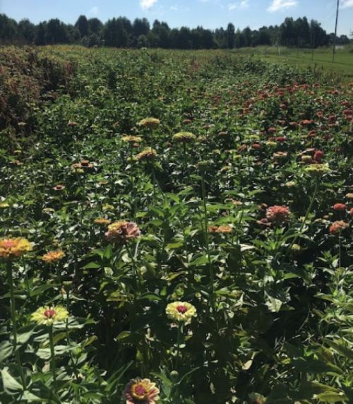 A vibrant field of colorful flowers under a clear blue sky, with green foliage surrounding the blooms.