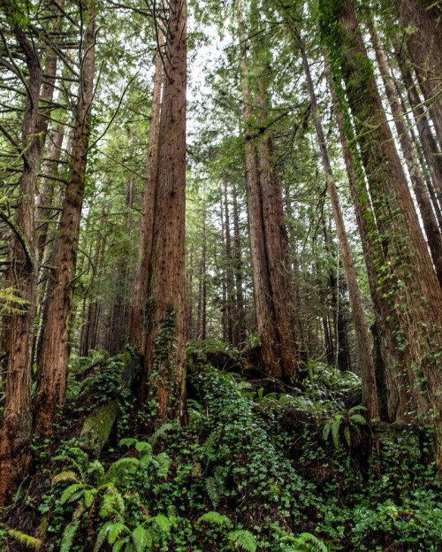 Tall trees rise above lush ferns in a dense, green forest, creating a serene and tranquil atmosphere.