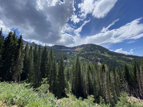 A scenic view of a mountainous landscape with tall pine trees and a blue sky filled with fluffy clouds.