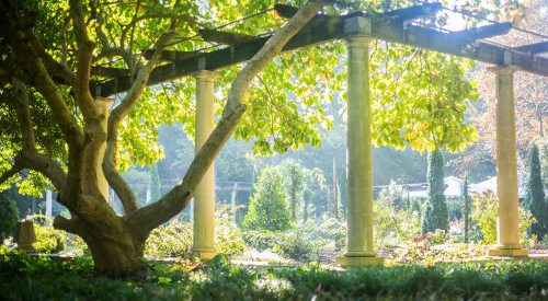 A sunlit garden with lush greenery, featuring a pergola supported by columns and a large tree in the foreground.