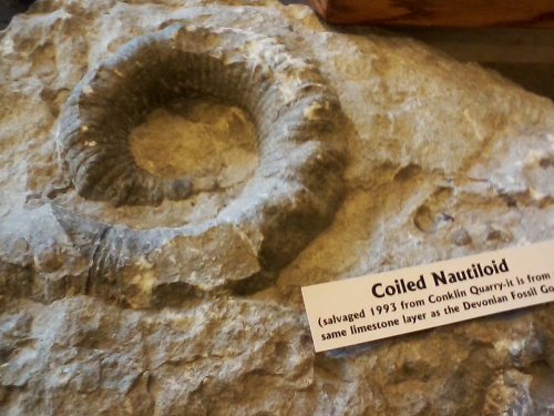 Fossil of a coiled nautiloid displayed on a stone slab with an informational label.