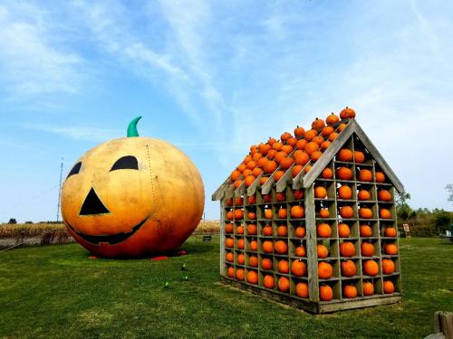 A large jack-o'-lantern next to a wooden structure filled with smaller pumpkins, set in a grassy field.