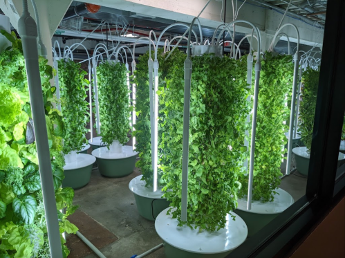 Vertical hydroponic garden with lush green plants growing in circular containers under bright lights.