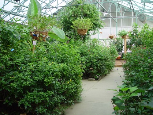 A lush greenhouse filled with vibrant green plants and hanging baskets, creating a serene, natural atmosphere.