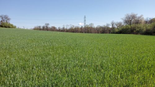 Lush green field under a clear blue sky, with trees and a power line in the background.