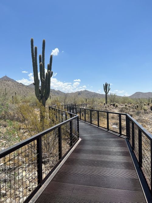 A wooden boardwalk leads through a desert landscape with cacti and mountains under a clear blue sky.