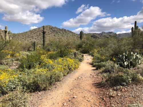 A dirt path winds through a desert landscape with cacti and yellow wildflowers under a blue sky with fluffy clouds.