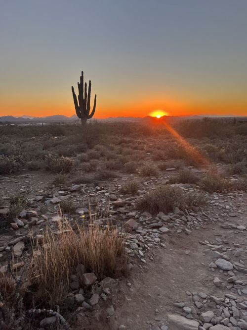 A desert landscape at sunset, featuring a tall cactus and rocky terrain with mountains in the background.