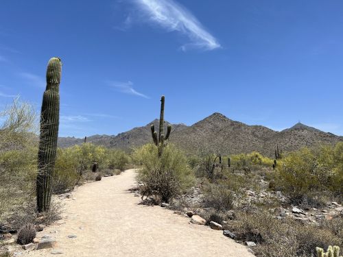 A desert landscape with cacti lining a sandy path, surrounded by mountains under a clear blue sky.