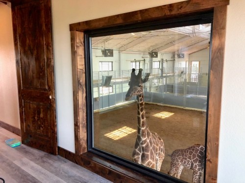 A giraffe peers through a large window into a spacious indoor enclosure.
