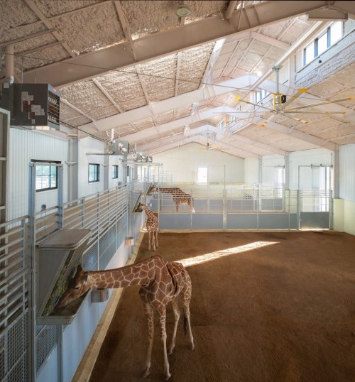 Two giraffes in a spacious indoor enclosure with high ceilings and feeding stations.
