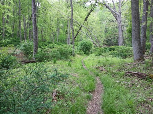A winding dirt path through a lush green forest with tall trees and vibrant foliage.