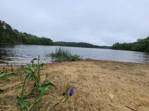 A serene lake surrounded by greenery, with sandy shore and purple flowers in the foreground under a cloudy sky.