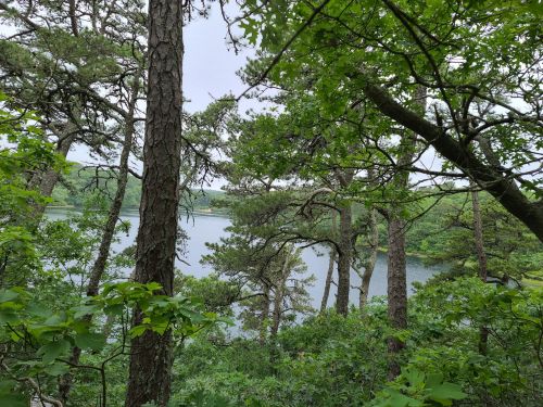 A serene view of a lake surrounded by lush green trees and foliage, under a cloudy sky.