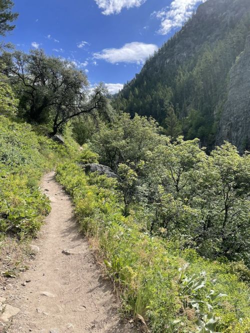 A winding dirt path through lush greenery, surrounded by trees and mountains under a bright blue sky.