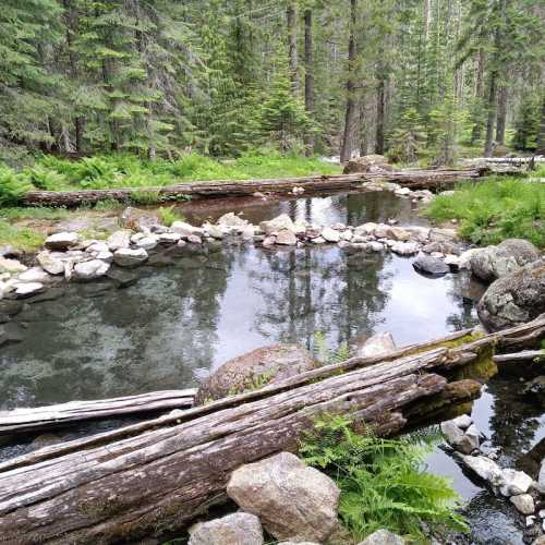 A serene forest scene featuring a small pond surrounded by rocks, logs, and lush greenery.